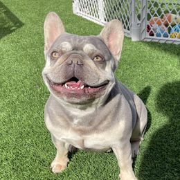 French Bulldogs from Our Frenchie Farm