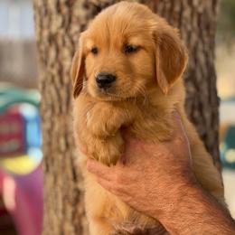 Brown collar male - Dark golden male Golden Retriever puppy in Yucaipa, California from Blessed Goldens