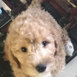 Labradoodle Puppies from A Yappy Hour