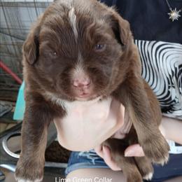 Mr Lime Green Collar - Red tri-color male Australian Shepherd puppy in Selma, North Carolina from Eon's Aussies