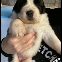 Saint Bernard Puppies from Fletchers Saints