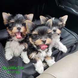 Yorkshire Terrier Puppies from Cottage House Yorkies, L.L.C.