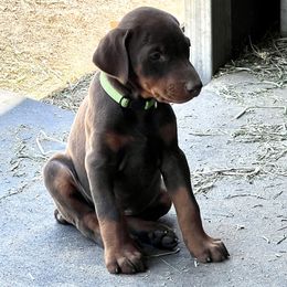 Doberman Pinscher Puppies from Rangewood Kennel