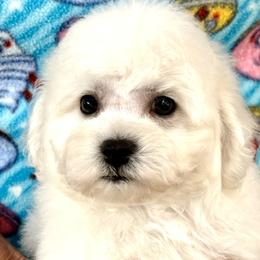 Puppy - White male Bichon Frise puppy in Greenville, South Carolina from Almaza Bichons