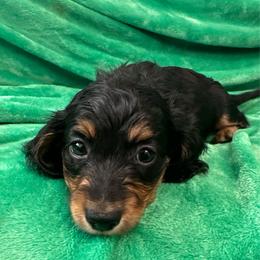 Banana - Black and tan female Dachshund puppy in Memphis, Tennessee from River City Doxies