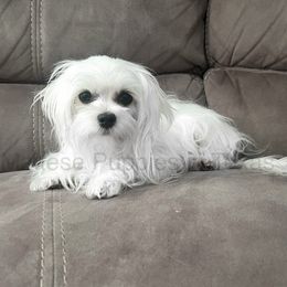 Chloe - Maltese