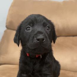 Boy 7 - Black male Labrador Retriever puppy in Four Oaks, North Carolina from Old Mill Retrievers
