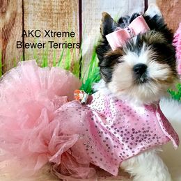 Girl 3 - Black tan and white female Biewer Terrier puppy in Jonestown, Pennsylvania from AKC Xtreme Biewer Terriers...