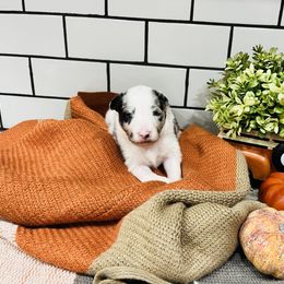 Shetland Sheepdog Puppies from Southern Charm Sheltie Farm