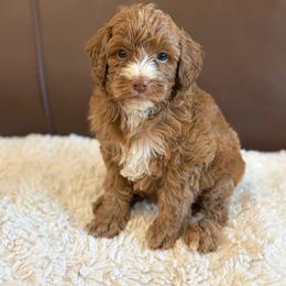 Muffin - Red  female Goldendoodle puppy in Sallisaw, Oklahoma from Huddle Puppies