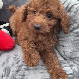 Snickers - Red  male Goldendoodle puppy in Austin, Texas from Doodles of Central Texas