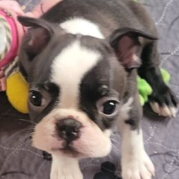 Boston Terrier Puppies from Big Sky Bostons