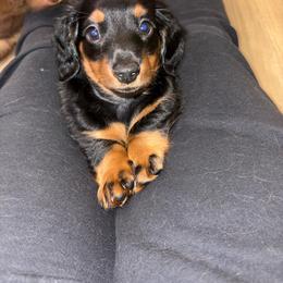Hot Rod - Black and tan male Dachshund puppy in Cooper, Texas from Sassy Kat’s Dachshunds