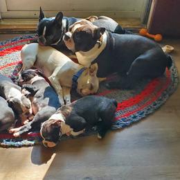 Boston Terrier Puppies from Bogan's Boston's