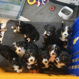Bernedoodle and Goldendoodle Puppies from Shining Star Doodles