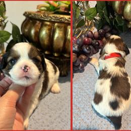 Charles - Black gold and white male Cavatzu puppy in Oklahoma from Rocky Oak Cavaliers & Biewer Terriers LLC