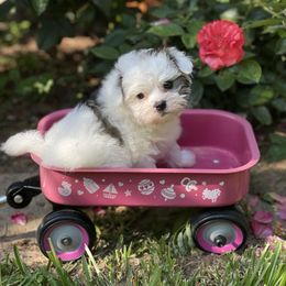 Morkie and Yorkshire Terrier Puppies from Jewels Yorkshire’s