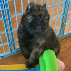 Pele - Bouvier des Flandres