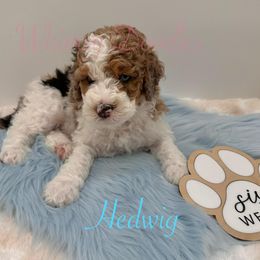 Bernedoodle Puppies from Whimsy Doodles