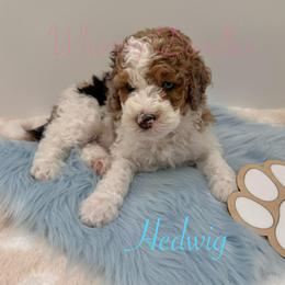 Bernedoodle Puppies from Whimsy Doodles