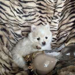 Pomeranian Puppies from Mac Daddy Poms