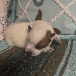 Viper - Red speckled male Australian Cattle Dog puppy in Christmas, Florida from OverTime Cattle Dogs