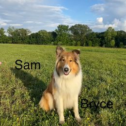 Collie and Scottish Collie All Grown Up from Lawson’s Lassies