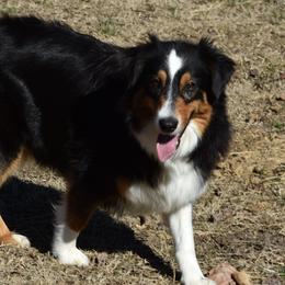 Moon - Australian Shepherd