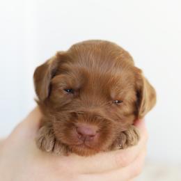 Blue - Caramel red male Australian Labradoodle puppy in Williamstown, New York from Lewis Manor Labradoodles