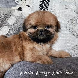 Shih Tzu Puppies from Beirin Breige Shih Tzus
