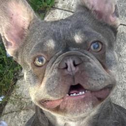 Chihuahuas from Sasha’s Elite Kennel LLC