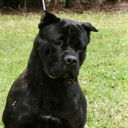 Reckless - Cane Corso