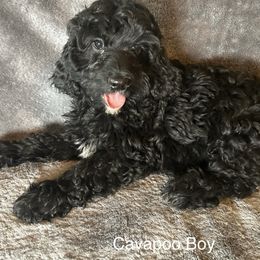 Little Mac - Black and white male Cavapoo puppy in Tempe, Arizona from Springerdoodles Plus AZ