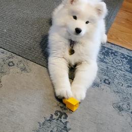 Samoyed Puppies from Limelight Samoyeds