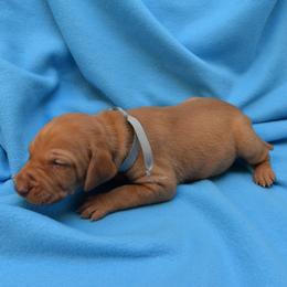 Vizsla Puppies from Summit Vizsla (we can deliver to you)