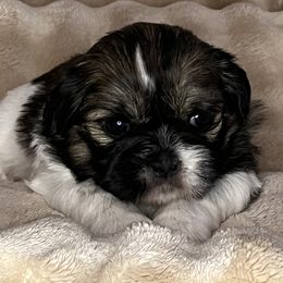 Izzy - Tricolor female Shih Tzu puppy in Reading, Michigan from You Little Shih-tzu’s 😊