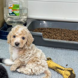 Aussiedoodle and Goldendoodle Puppies from Cosby Ranch Doodles