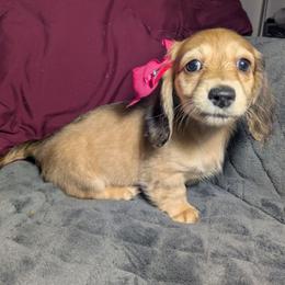 2 Zoey - Cream female Dachshund puppy in Central Point, Oregon from MRS Long Dog Ranch