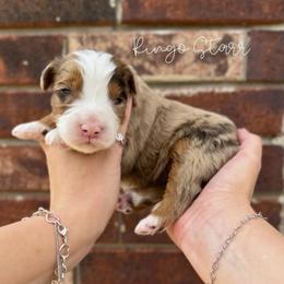 Ringo Starr - Chocolate merle male Bernedoodle puppy in Austin, Texas from Boutique Bernedoodles & Co.