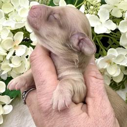 Creed - Cream male Dachshund puppy in Exeter, California from Sawtooth Miniature Dachshunds
