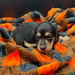 Black and cream - Black and cream male Dachshund puppy in Spanaway, Washington from 11 Oaks Kennels