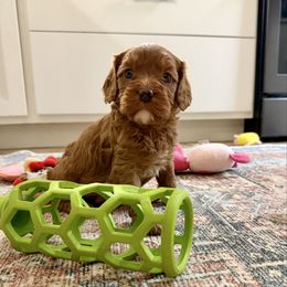 Sushi - Red female Cavapoo puppy in Beresford, South Dakota from DAKOTA DOOD RANCH