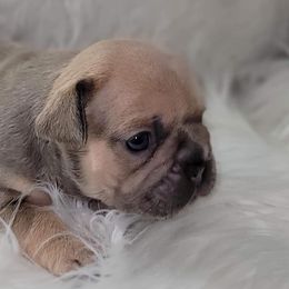 French Bulldogs from frenchie lyfestyle