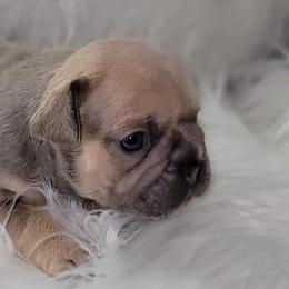 French Bulldogs from frenchie lyfestyle