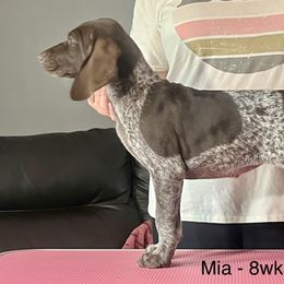 Mia - German Shorthaired Pointer puppy in Walford, Iowa from Wild Rose GSP's