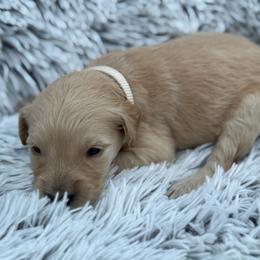 Ladybug - Cream female Goldendoodle puppy in Ambrose, Georgia from Brandilyn's Aussies