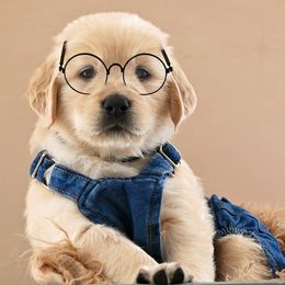 Golden Retriever Puppies from T Rose Golden Co.