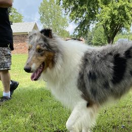 Bluebell - Collie