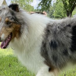 Bluebell - Collie