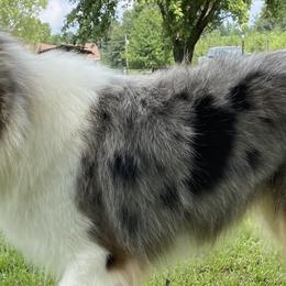 Bluebell - Collie